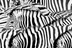 終日アクイラサファリ（ドイツ語）