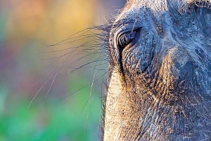 終日アクイラサファリ（ドイツ語）