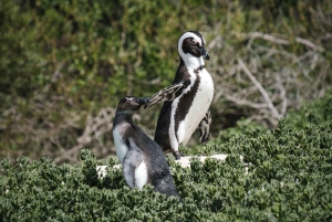 Dagvullende tour door Cape Penisula: Chapman's Peak - Cape Point