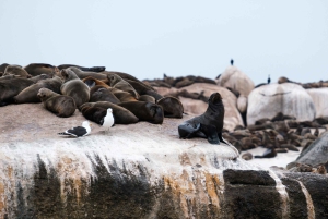 Heldagstur til Kapp-penisulaen: Chapman's Peak - Cape Point