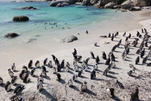Día completo - Punta del Cabo y Pingüinos más Montaña de la Mesa