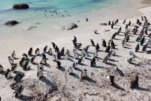 Heldag - Cape Point och pingviner samt Taffelberget