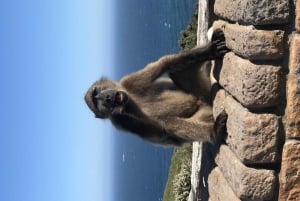 Full Day Cape Point and Penquin Tour