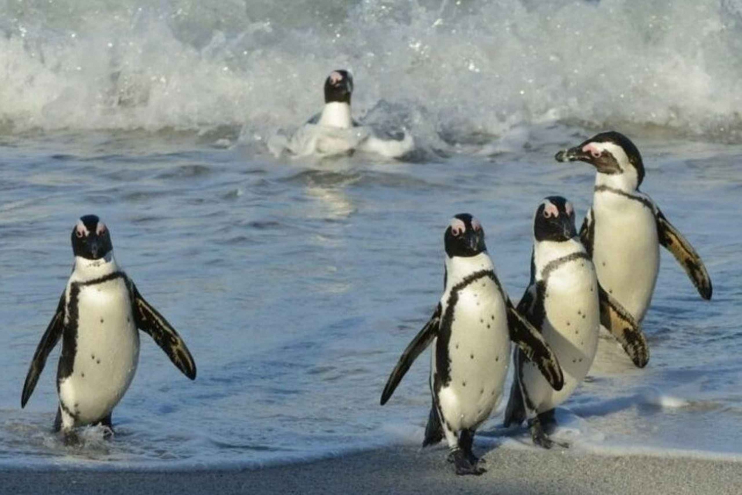 Koko päivän Kapkaupunki: Hyvän toivon niemimaa & pingviinit retki