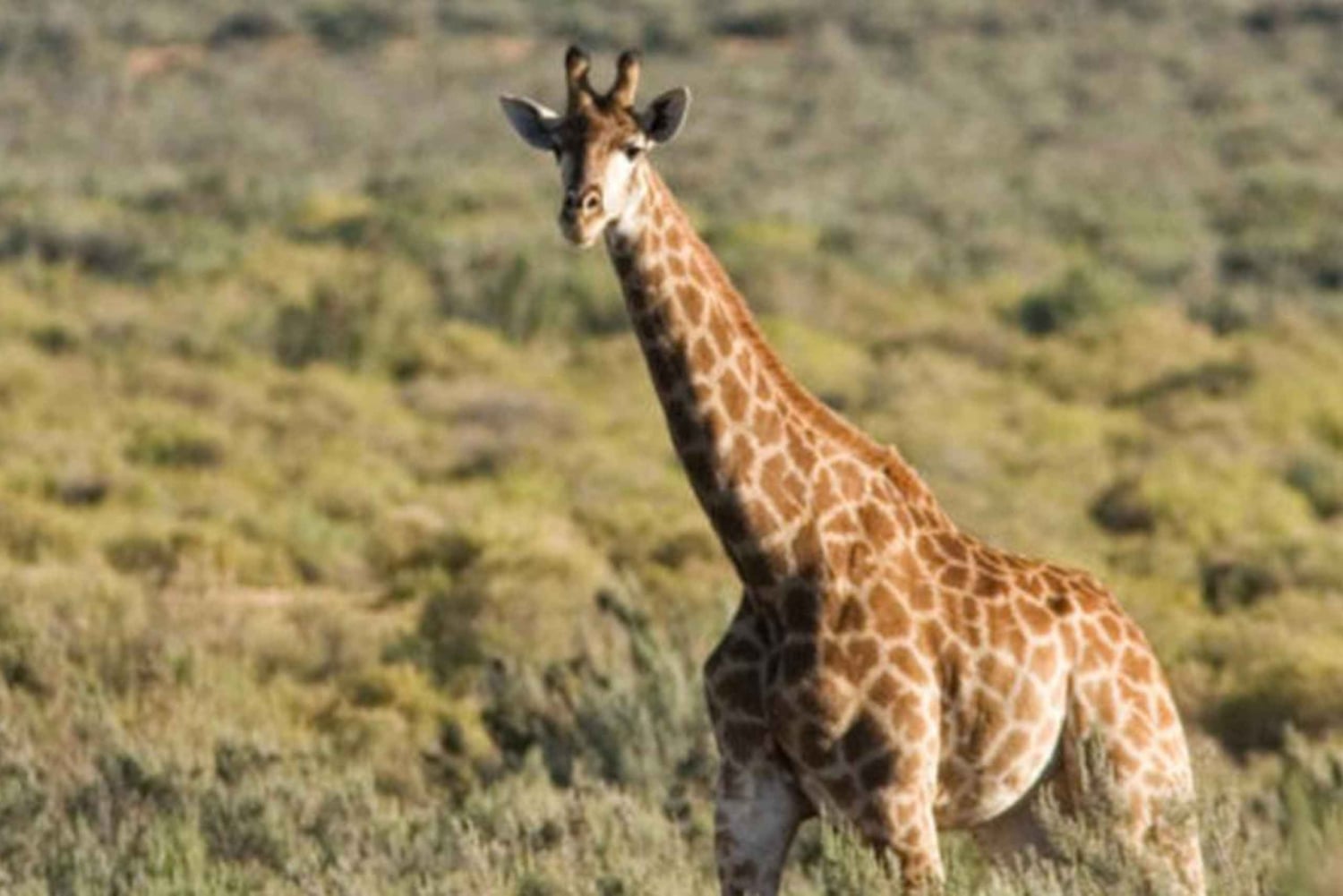 Heldagssafari i Kapstaden