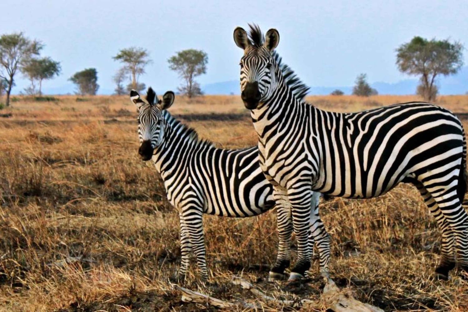 Heldagssafari i Kapstaden