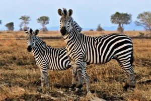 Ganztägige Kapstadt Safari