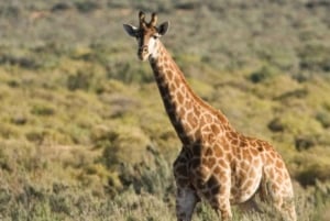 Heldagssafari i Kapstaden