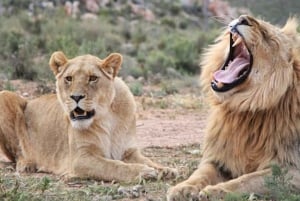 Heldagssafari i Kapstaden