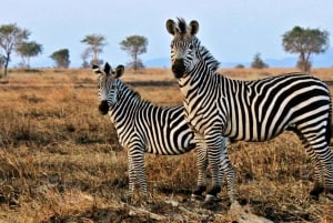 Heldagssafari i Kapstaden