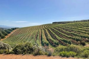 Dagsutflykt till Cape Winelands: Franschhoek & Stellenbosch