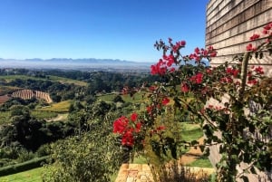 Ganztägige Constantia Weinverkostung und Tafelberg