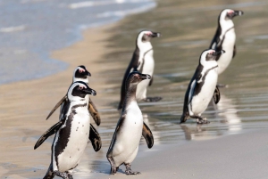 Полный день с частным гидом: лучшее из Кейпа