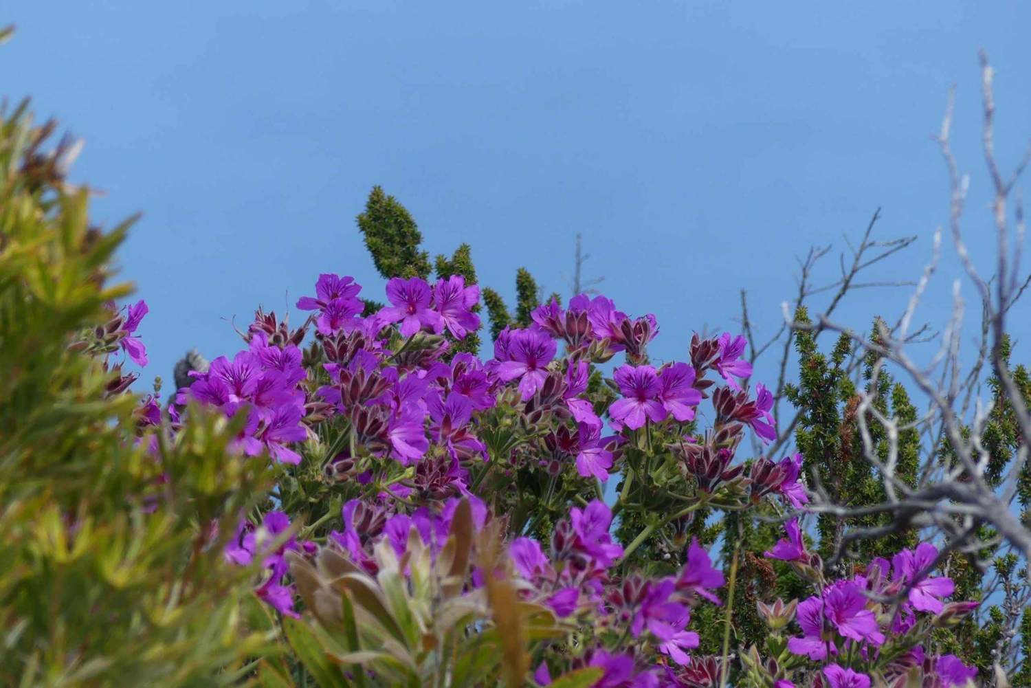 Частный тур на целый день по полуострову Кейп и пляжу Боулдерс