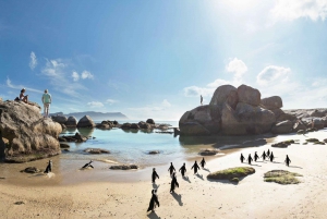 Tour privado de un día por la Península del Cabo y la playa de Boulders