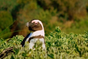 Ganztagestour Private Cape Peninsula and Boulders Beach Tour