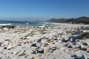Ganztagestour Private Cape Peninsula and Boulders Beach Tour