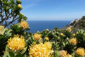 Ganztagestour Private Cape Peninsula and Boulders Beach Tour