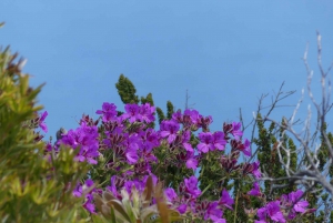 Ganztagestour Private Cape Peninsula and Boulders Beach Tour