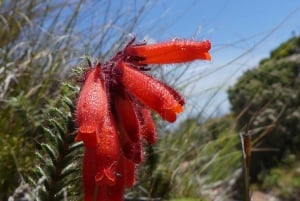 Ganztagestour Private Cape Peninsula and Boulders Beach Tour