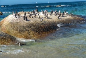 Ganztagestour Private Cape Peninsula and Boulders Beach Tour