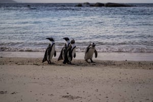 Ganztagestour Private Cape Peninsula and Boulders Beach Tour