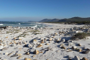 Частный тур на целый день по полуострову Кейп и пляжу Боулдерс