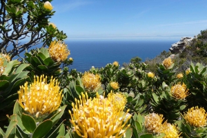 Частный тур на целый день по полуострову Кейп и пляжу Боулдерс