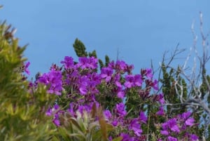 Частный тур на целый день по полуострову Кейп и пляжу Боулдерс