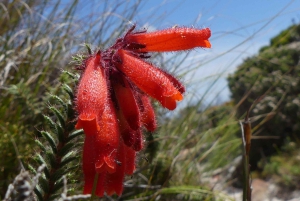 Частный тур на целый день по полуострову Кейп и пляжу Боулдерс