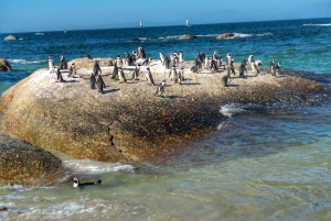 Частный тур на целый день по полуострову Кейп и пляжу Боулдерс