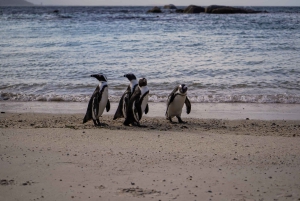 Частный тур на целый день по полуострову Кейп и пляжу Боулдерс