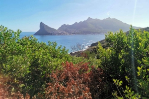 Частный тур на целый день по полуострову Кейп и пляжу Боулдерс