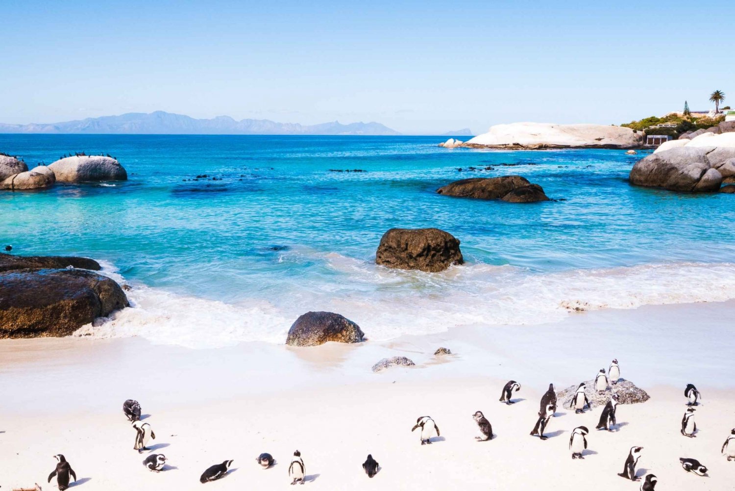Full Day Cape Peninsula Tour