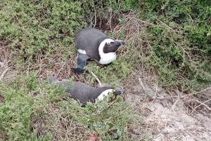 Excursión Privada de Día Completo: Cabo de Buena Esperanza y Pingüinos