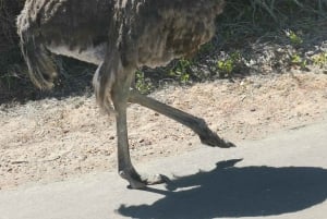 Heldags privat utflukt: Kapp det gode håp og pingviner