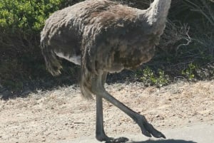 Heldags privat utflukt: Kapp det gode håp og pingviner