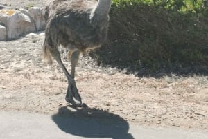 Heldags privat utflukt: Kapp det gode håp og pingviner