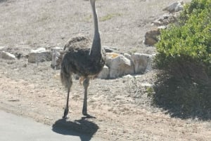 Heldags privat utflukt: Kapp det gode håp og pingviner