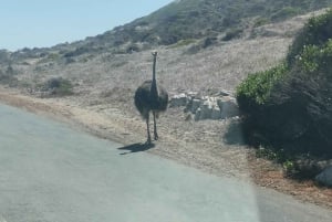 Heldags privat utflukt: Kapp det gode håp og pingviner