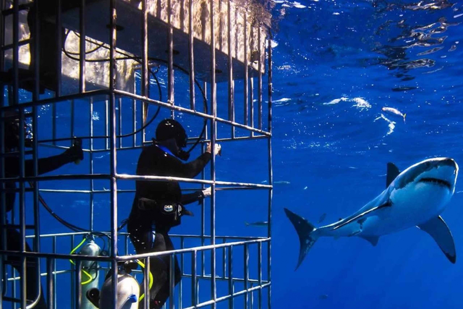Full Day Private: Shark Cage Diving