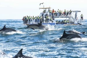 Full Day Private Whale Watching, Penguin, & Cage Diving Tour