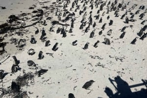 Full Day Private Whale Watching, Penguin, & Cage Diving Tour
