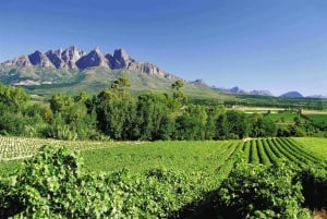 Full-Day Private Wine Route Tour