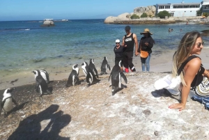 Koko päivä Table Mountain, Hyväntoivonniemi, pingviinien kolonia