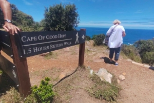 Koko päivä Table Mountain, Hyväntoivonniemi, pingviinien kolonia