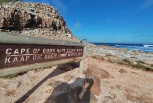 Koko päivä Table Mountain, Hyväntoivonniemi, pingviinien kolonia