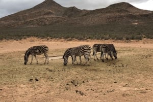 Città del Capo: Safari nella Riserva dell'Aquila con pranzo e visita alle cantine