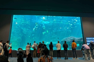 Tour de día completo a Robben Island y Table Mountain