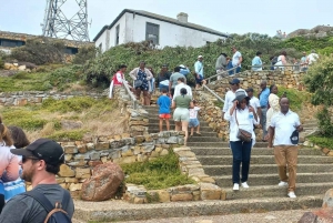 Heldagstur til Kap det Gode Håb og pingviner fra Cape Town